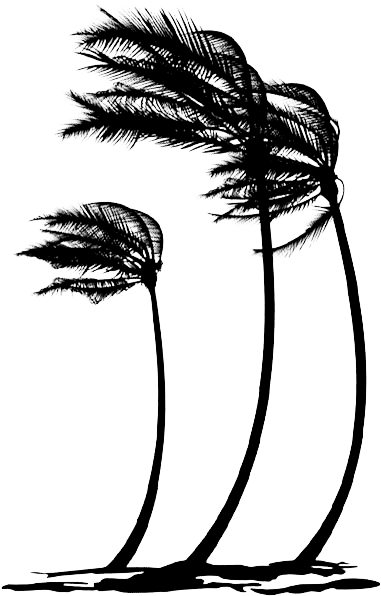 palm trees moved by a strong wind